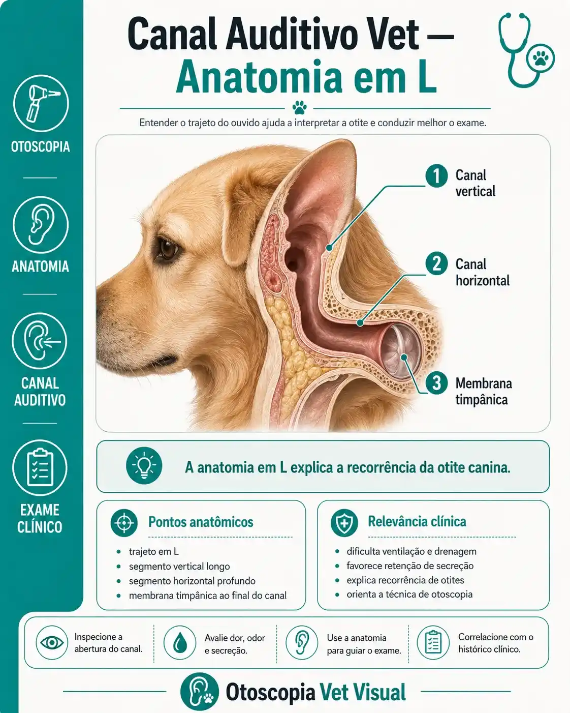 Anatomia do canal em L